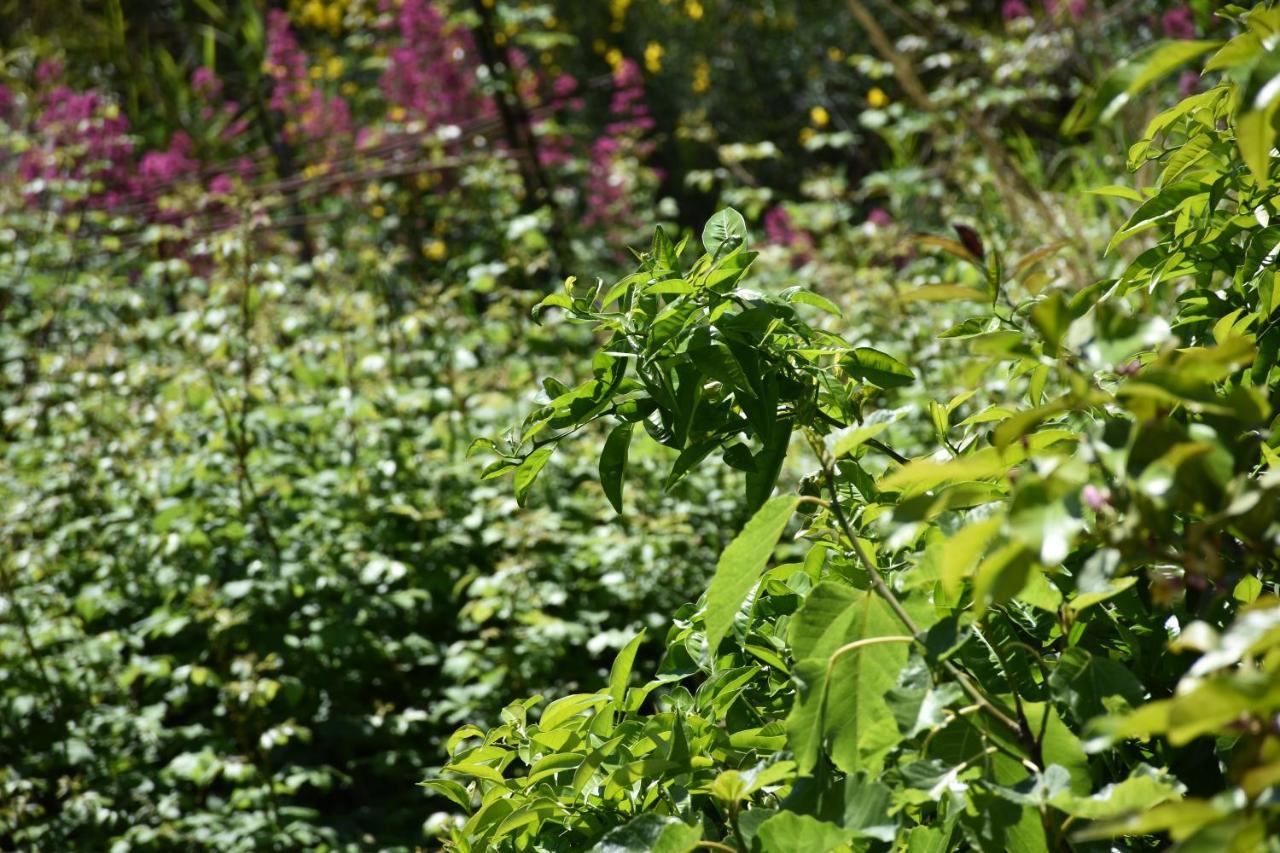 B&B Nel Verde Montesano sulla Marcellana 外观 照片